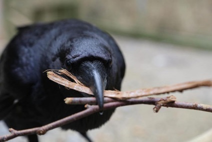 Crows poate identifica cu ușurință un trădător și nu are încredere în el