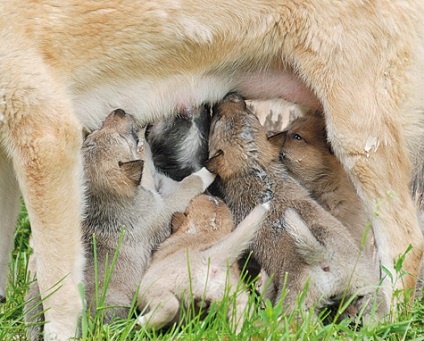 A nevelés és oktatás a husky - vadászkutyák