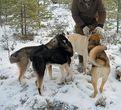 A nevelés és oktatás a husky - vadászkutyák