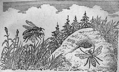 Dușmani și dăunători ai albinelor, boli ale albinelor