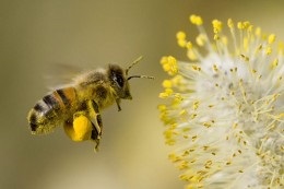 Totul despre albine