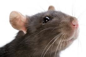 Întregul adevăr despre șobolani, cronoton