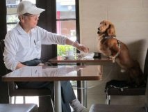 Kutya megengedett „kávézók és éttermek, ahol étkezhet a fogadó pet cég
