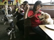Kutya megengedett „kávézók és éttermek, ahol étkezhet a fogadó pet cég