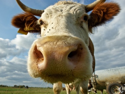 De ce washington post un interviu cu o vaca