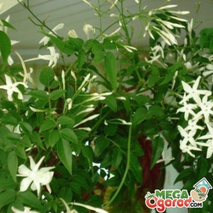Jasmine tekercselés jellemzők, termesztési feltételek és hasznos tulajdonságokkal