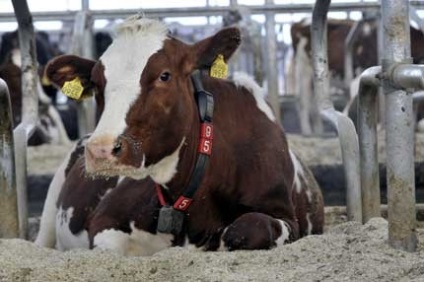 Animale »senzori pentru vaci
