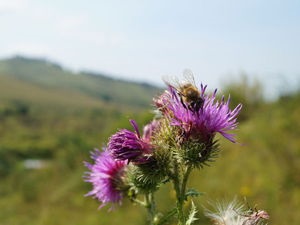 Az élet a méhek, vagy mi folyik a kaptárban egy évre! Fair iparosok - kézzel készített, kézzel készített