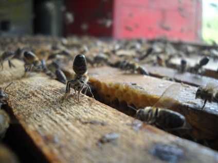 Viața albinelor sau ce se întâmplă într-un stup timp de un an! Târg de meșteri - manual, manual