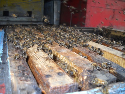 Az élet a méhek, vagy mi folyik a kaptárban egy évre! Fair iparosok - kézzel készített, kézzel készített