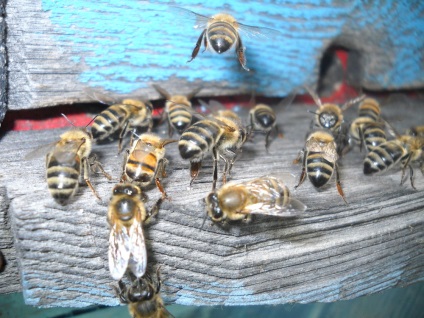 Viața albinelor sau ce se întâmplă într-un stup timp de un an! Târg de meșteri - manual, manual