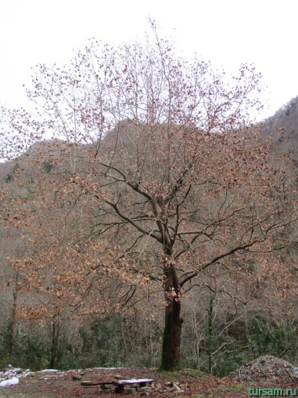 Zhoekvarskoe Gorge Abháziában fotók, térkép a régi Gagra, hogyan juthat