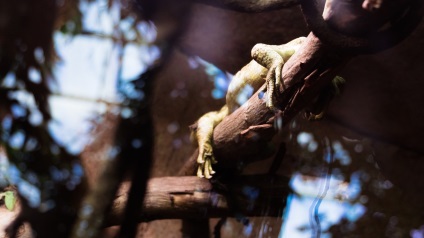 Gradina zoologica din Helsinki