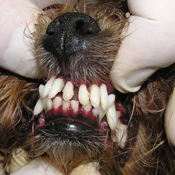 Yorkshire terrier dinți, câte dinți are un terrier Yorkshire
