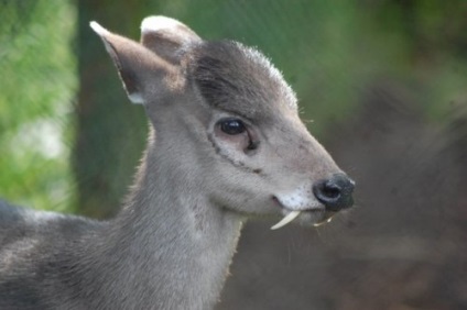 10 animale rare, cu adaptări ciudate