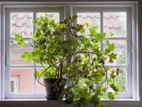 7 cele mai bune plante de interior care nu au nevoie de multă lumină, flori în casă (gospodărie)
