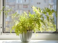 7 cele mai bune plante de interior care nu au nevoie de multă lumină, flori în casă (gospodărie)