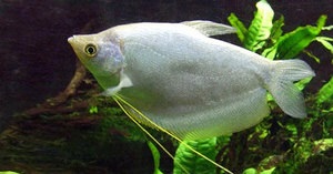 Akváriumi halak gourami életkörülmények, a megfelelő ellátás és szaporítása