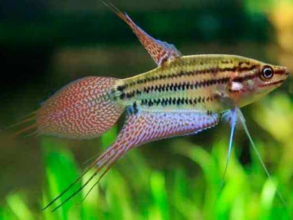 Acvariul peștilor gourami condițiile de întreținere, îngrijire și reproducere corespunzătoare