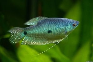 Acvariul peștilor gourami condițiile de întreținere, îngrijire și reproducere corespunzătoare