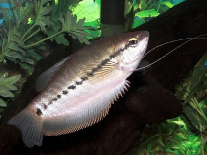 Acvariul peștilor gourami condițiile de întreținere, îngrijire și reproducere corespunzătoare