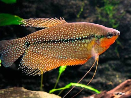 Akváriumi halak gourami életkörülmények, a megfelelő ellátás és szaporítása