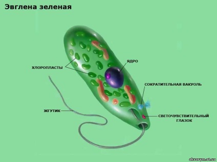 Akváriumi halak és növények - Euglena