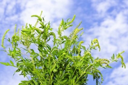 Alergia la ragweed sau ceea ce infloreste in iulie