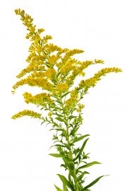 Alergia la ragweed sau ceea ce infloreste in iulie