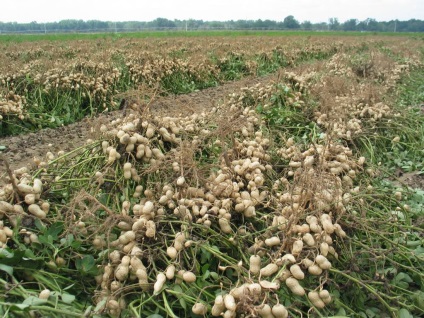 Arahide Specificul de arahide de cultivare