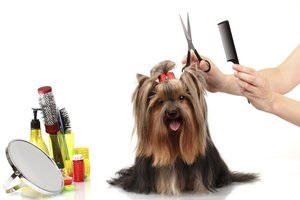 Salonul pentru animale ipe corepova yu în oferte lucrative reduceri promoționale