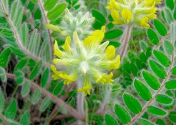 Astragalus gyógynövény - használják a népi gyógyászatban