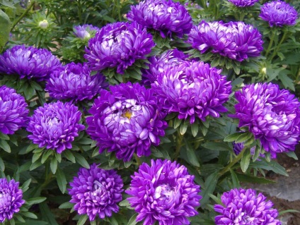 Asters fotografie de flori frumoase, soiuri cu nume, ferma acasa