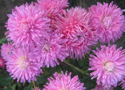 Asters fotó a gyönyörű virágokról, a neves fajtákról, az otthoni farmról