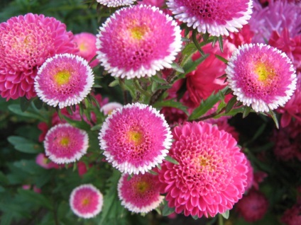 Asters fotó a gyönyörű virágokról, a neves fajtákról, az otthoni farmról