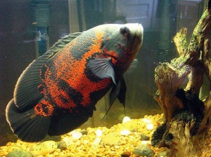 Astronotus, acvariu