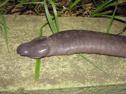 Atretochoana eiselti