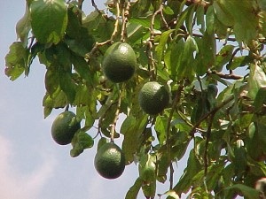Avocado proprietăți utile pentru sănătate și frumusețe