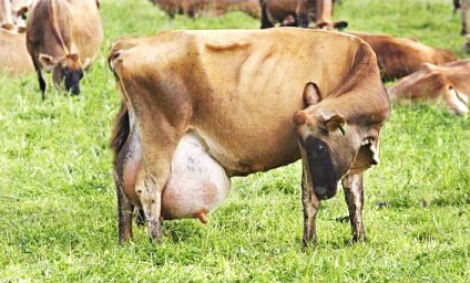 Ayurveda a tejről, rodobozhie