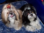 Arcuri pentru top tricot shih-tzu, yorkshire terrier, malteză - portal despre animale de companie - forum