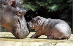 Hippo érdekes tények, fotók és egy rövid leírást - évszakok