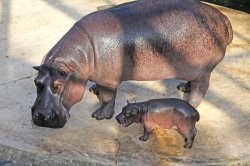 Hippo érdekes tények, fotók és egy rövid leírást - évszakok