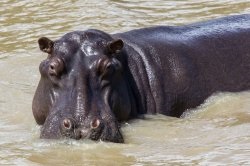 Hippo érdekes tények, fotók és egy rövid leírást - évszakok