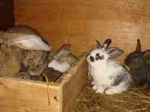 Sarcina iepurilor, reproducerea iepurilor ca afacere, piei de chinchilla