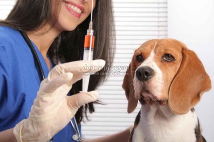 Rabia la câini simptome și tratament - viața animalelor