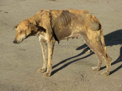 Rabia la câini simptome și tratament - viața animalelor