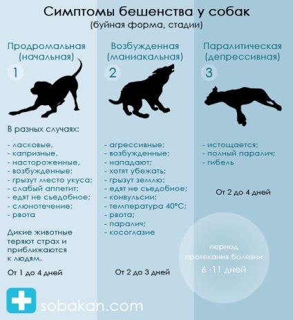 Rabia la câini - simptome și prevenire - site basenji
