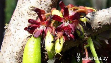 Averrhoa bilimbi - dendrosicyos