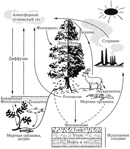 Circulația biogenică