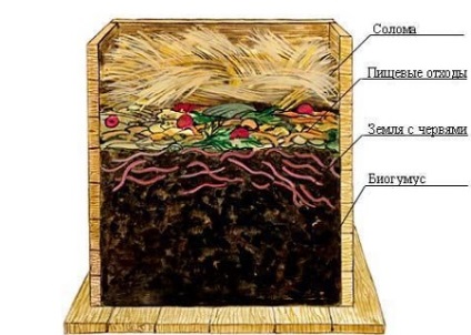 Instrucțiune de lichid Vermicompost pentru răsaduri și flori